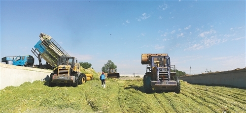 我國(guó)自主研發(fā)青貯飼料專用復(fù)合微生物菌劑，推動(dòng)生物飼料產(chǎn)業(yè)創(chuàng)新發(fā)展